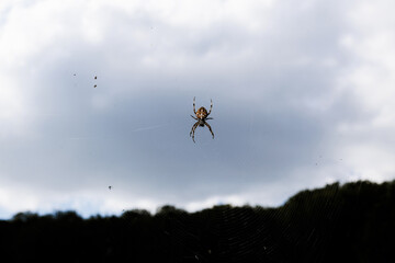 Arachnid Elegance: Close-Up Spider on Blue Sky with Tiny Prey