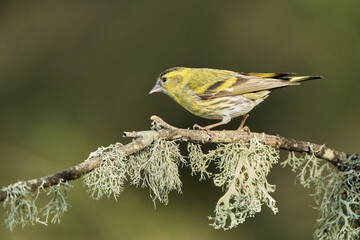Jilguero lúgano posado en el suelo (Carduelis spinus)