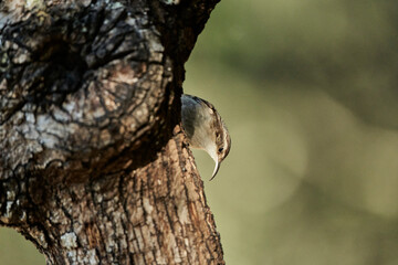 Fototapeta premium agateador norteño o euroasiático​ (Certhia familiaris)​