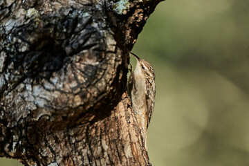 agateador norteño o euroasiático​ (Certhia familiaris)​