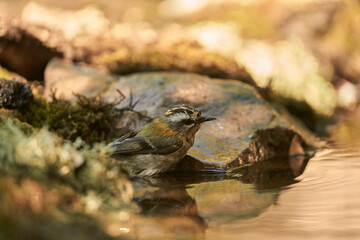  reyezuelo listado​ (Regulus ignicapilla)