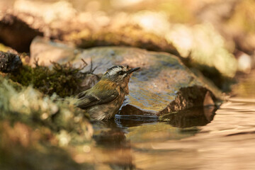 reyezuelo listado​ (Regulus ignicapilla)