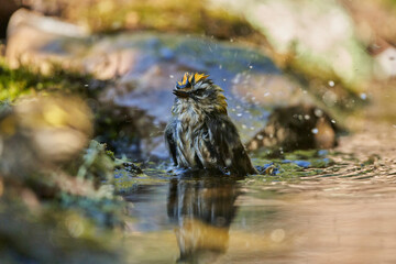  reyezuelo listado​ (Regulus ignicapilla)