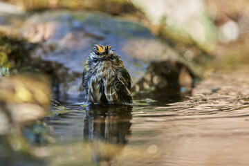  reyezuelo listado​ (Regulus ignicapilla)