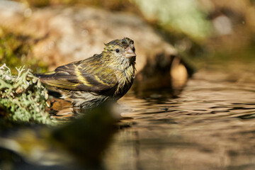 Jilguero lúgano bebiendo y bañándose en el estanque (Carduelis spinus)