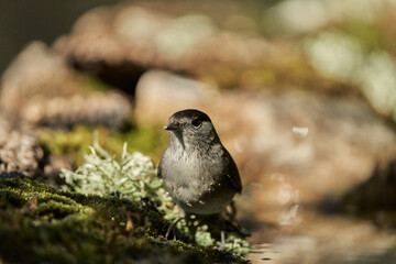 curruca capirotada macho en el bosque (Sylvia atricapilla)