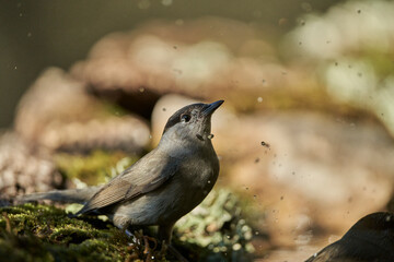 curruca capirotada macho en el bosque (Sylvia atricapilla)