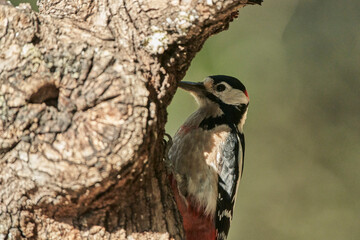 retrato del pico picapinos (Dendrocopos major)