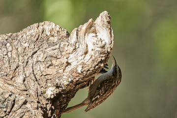 agateador norteño o euroasiático​ (Certhia familiaris)​