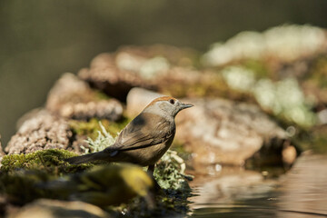 curruca capirotada (Sylvia atricapilla)