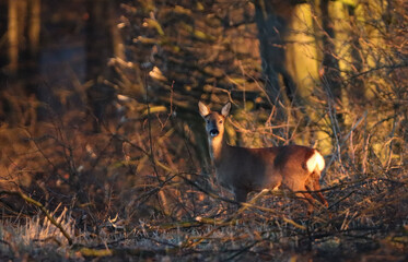 whitetail in cold winter landscape