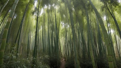 Wide-angle view of a dense bamboo forest, midday. generative AI