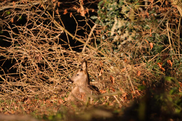 cute deer chilling in the woods