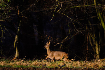 young roebuck on the run