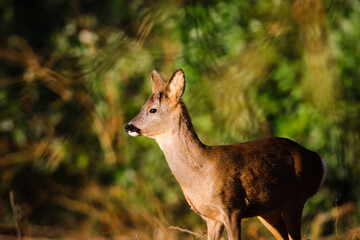 young deer in the woods