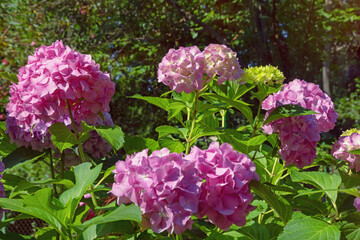 Beautiful flowers of hydrangea ( Hydrangea macrophylla ) in garden