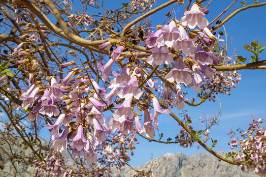 Beautiful flowers of Empress tree ( Paulownia tomentosa ) on sunny spring day. Montenegro