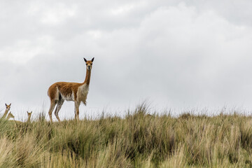 Vicuñas salvajes - Ocros, Ayacucho, Perú