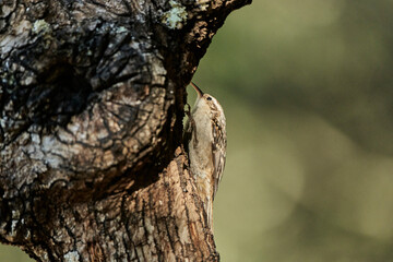 Obraz premium agateador norteño o euroasiático​ (Certhia familiaris)​