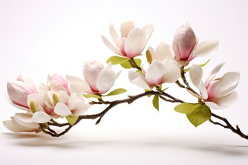 Obraz premium Blooming white and pink close-up flowers of magnolia on a branch with young leaves, growing in spring park or botanical garden, with blurred white background