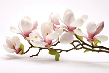 Foto op Canvas Blooming white and pink close-up flowers of magnolia on a branch with young leaves, growing in spring park or botanical garden, with blurred white background © May