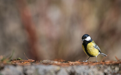 Great tit (Parus major), resting on a stone wall