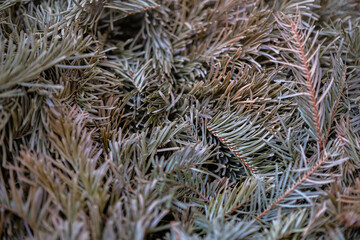 Chopped Christmas tree after the holiday. Recycled Christmas tree. Background. 