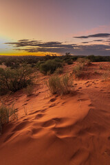 Kalahari bei Sonnenuntergang, rote Sanddüne