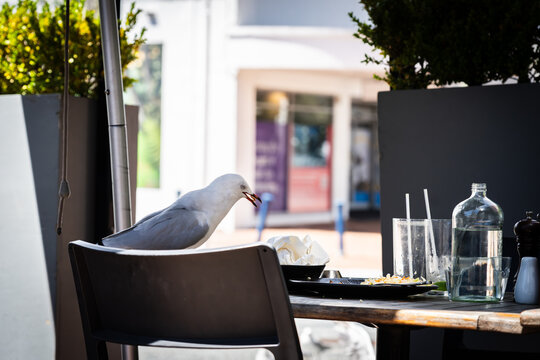 Seagull moves in on left-overs when restaurant patrons leave and help itself.