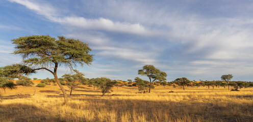 afrikanische Landschaft, Panorama Kalahari, Namibia