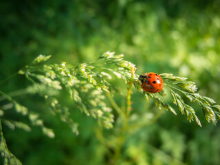 Coccinella septempunctata_Ladybug