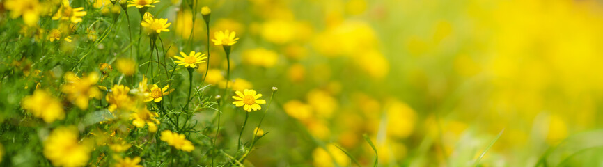 Closeup of mini yellow flower under sunlight with copy space using as background natural green plants landscape, ecology wallpaper cover page concept.