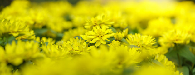 Closeup of yellow Zinnia flower under sunlight using as background natural green plants landscape,...