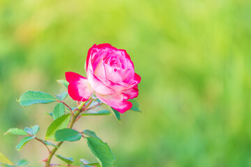 Close-up of a pink rose on green background