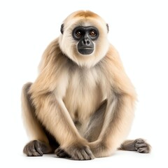 Obraz premium a gibbon, studio light , isolated on white background