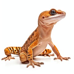 Obraz premium a gecko, studio light , isolated on white background