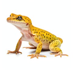 Obraz premium a gecko, studio light , isolated on white background