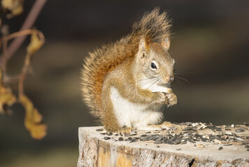 Squirrel Sitting on Tree Stump and Eating Sunflower Seeds 