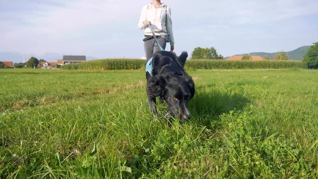 SLOW MOTION: Happy Spaniel Dog Walking On Leash In Green Rural Field. Unrecognizable Young Woman Exercising With Pet On Sunny Evening. Low Angle Closeup