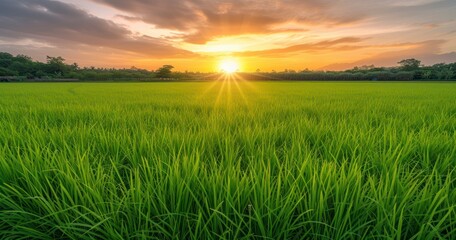 Dawn's Golden Embrace - Sunrise Casting a Warm Glow Over the Verdant Rice Fields - obrazy, fototapety, plakaty