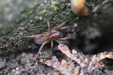 makroaufnahme einer kleinen erdspinne