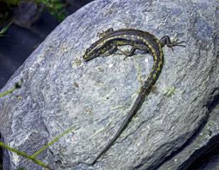 Lizard in the sun on a rock. Reptile. New Zealand. Auckland.