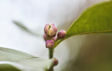 pink magnolia flower