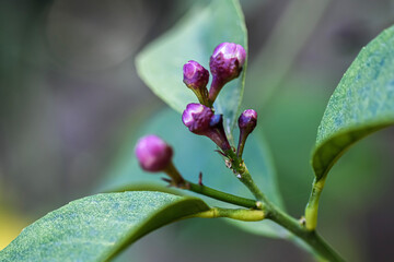 close up of a pink flower