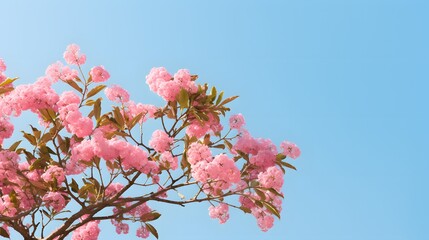 A branch of pink cherry blossom with blue sky background