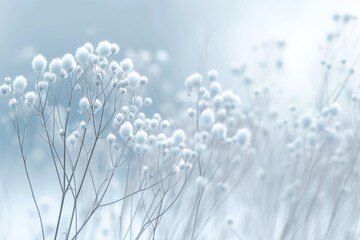 Fototapeta premium Close-up of white fluffy plants against a pale blue background