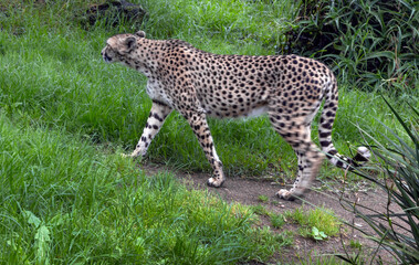 Cheetah. Leopard at  Auckland Zoo Auckland New Zealand