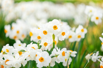 blooming spring daffodils flower like background in the garden, floral background