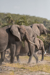 elephants group in the wild