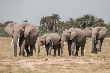 elephants group in the wild